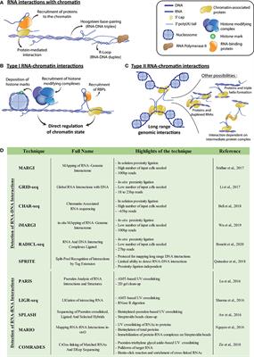 A New View of Genome Organization Through RNA Directed Interactions